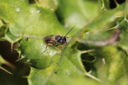 Réf. 312 640 : Chelonus sp.